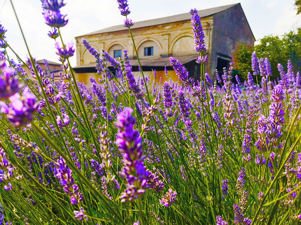 Lavanda Venice