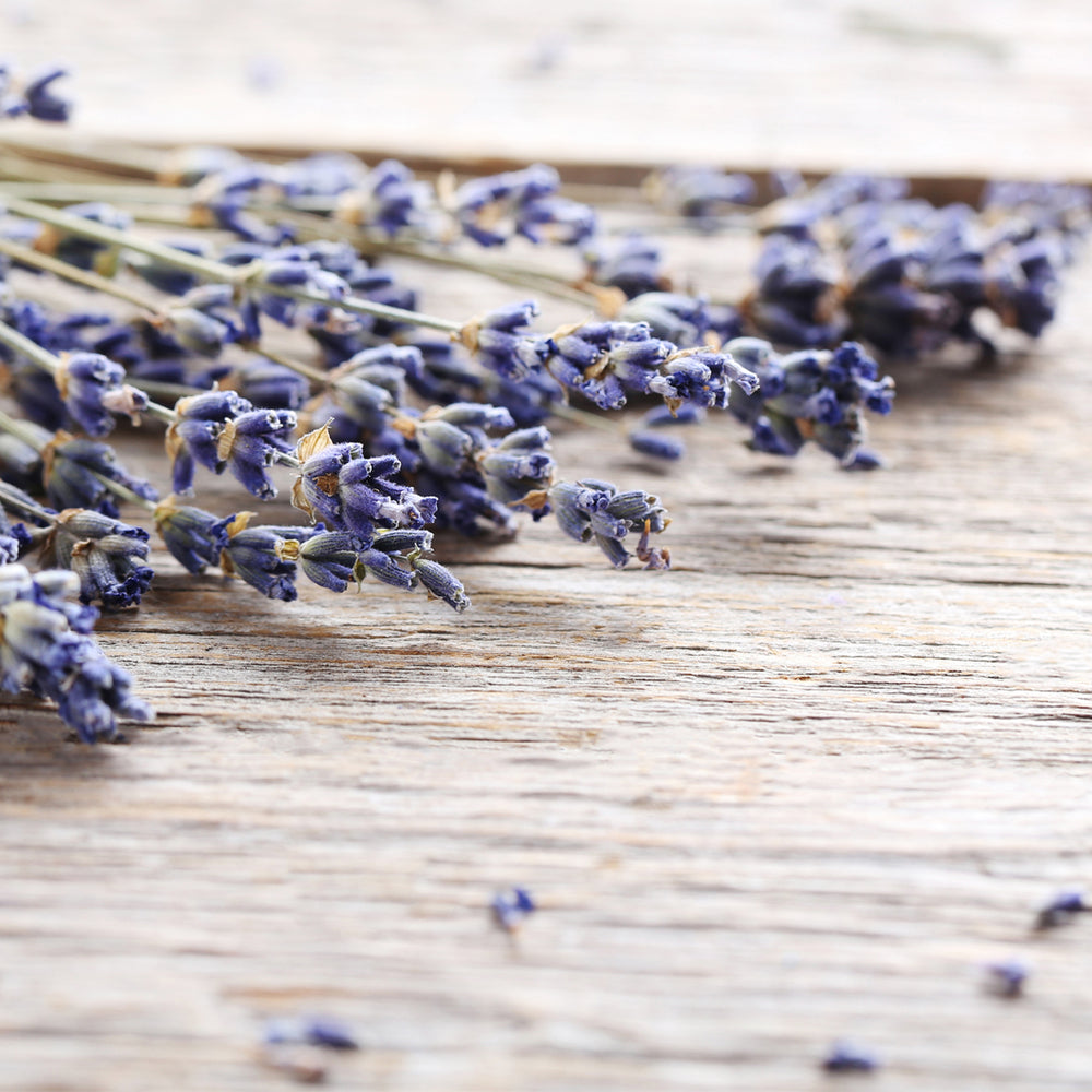 Lavanda Venice