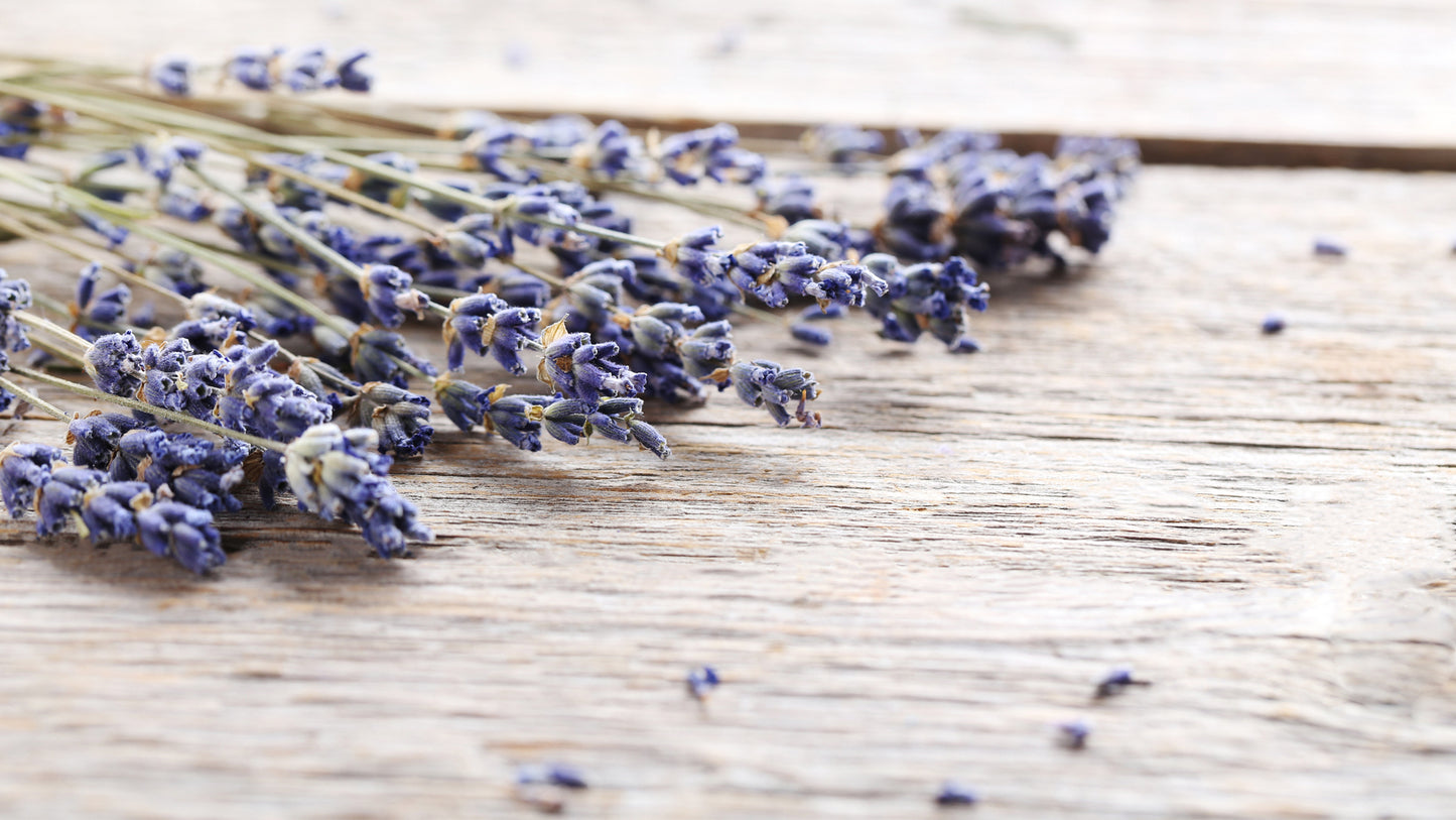 Lavanda Venice