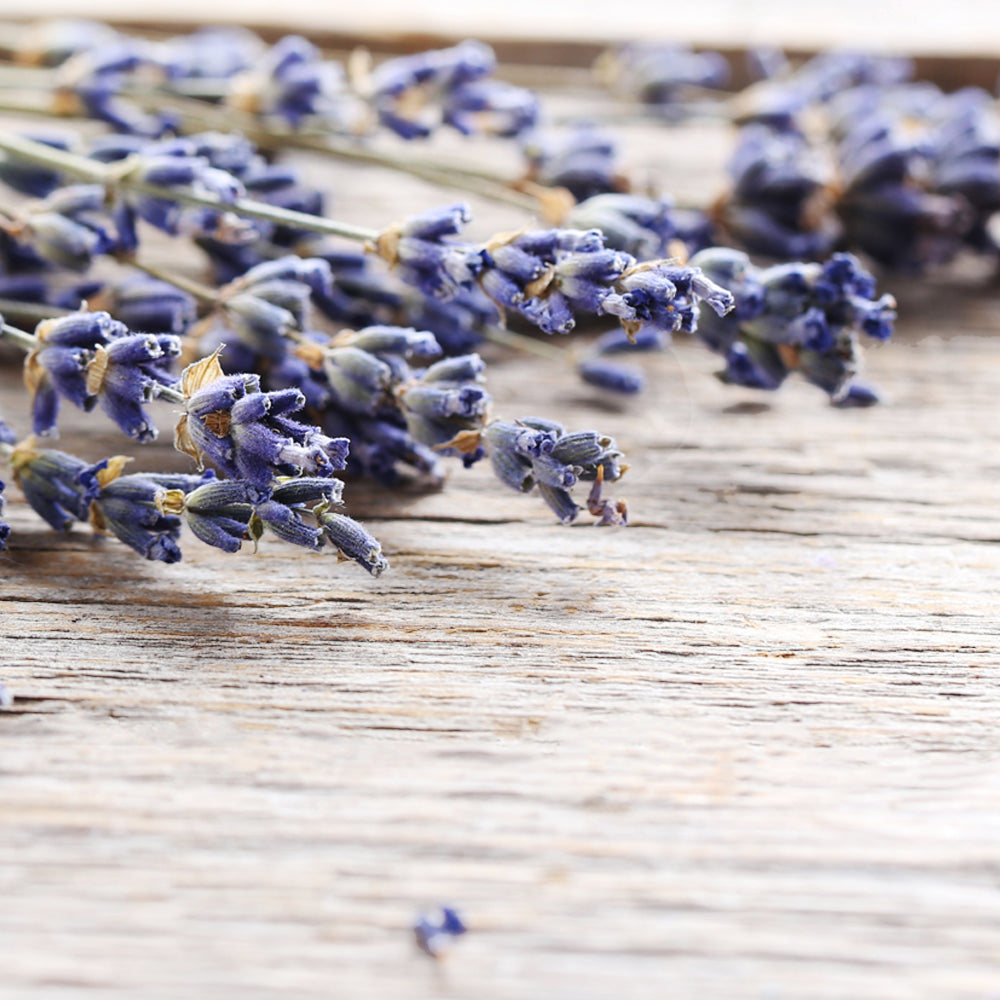 Lavanda Venice