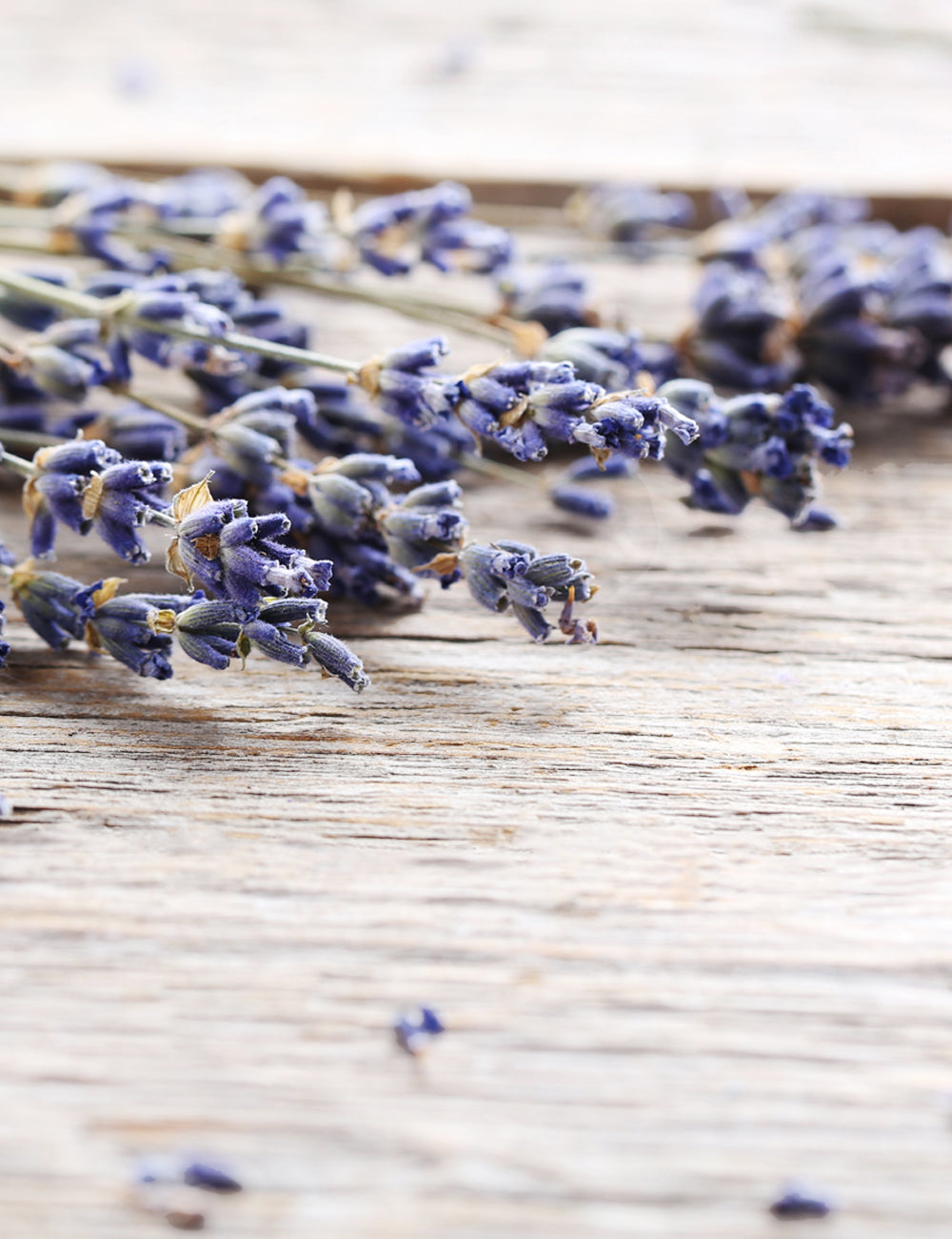 Lavanda Venice